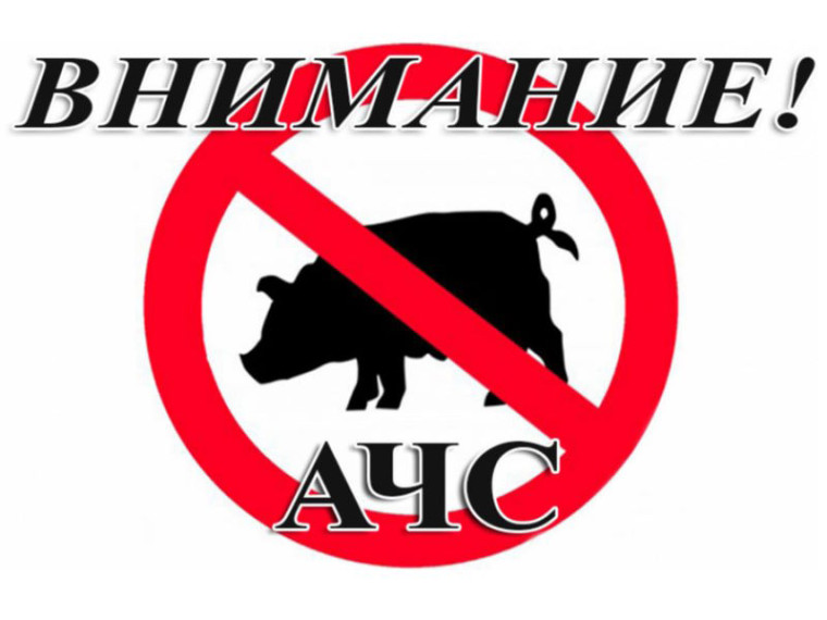 Африканская чума свиней!. Африканская чума свиней!.