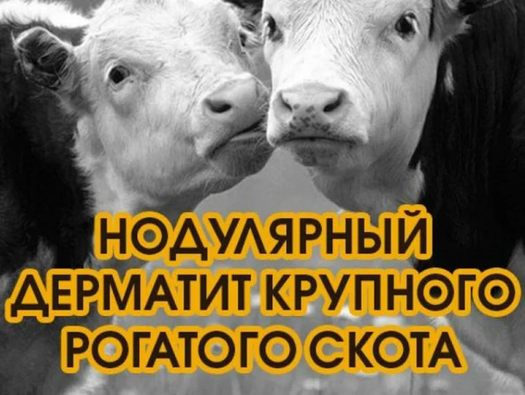 Заразный узелковый дерматит. Заразный узелковый дерматит.
