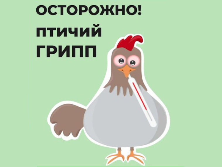 Осторожно, птичий грипп: продажа на ярмарках живой птицы и мяса птицы, не прошедшего термическую обработку, запрещена.